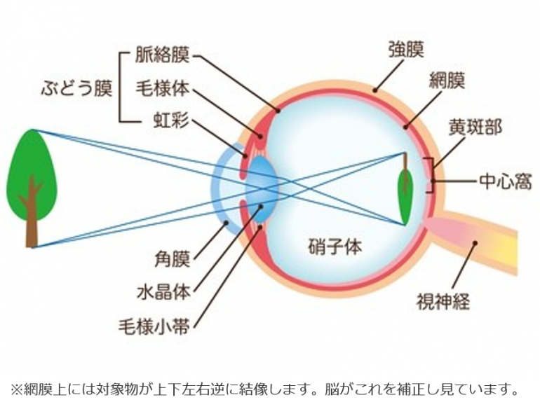 屈折のしくみ